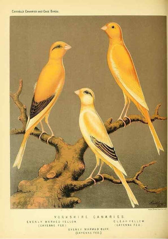 Reproducción/Reproduction 49717341843: The illustrated book of canaries and cage-birds, British and foreign /. London ;Cassell, Petter, Galpin & Co.,[1878?].. 