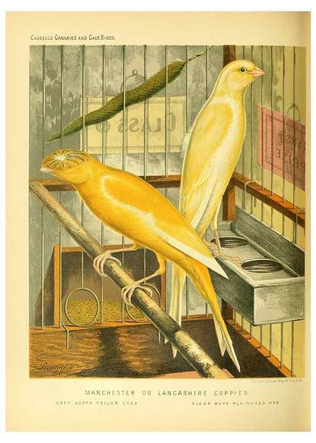 Reproducción/Reproduction 49718194287: The illustrated book of canaries and cage-birds, British and foreign /. London ;Cassell, Petter, Galpin & Co.,[1878?].. 