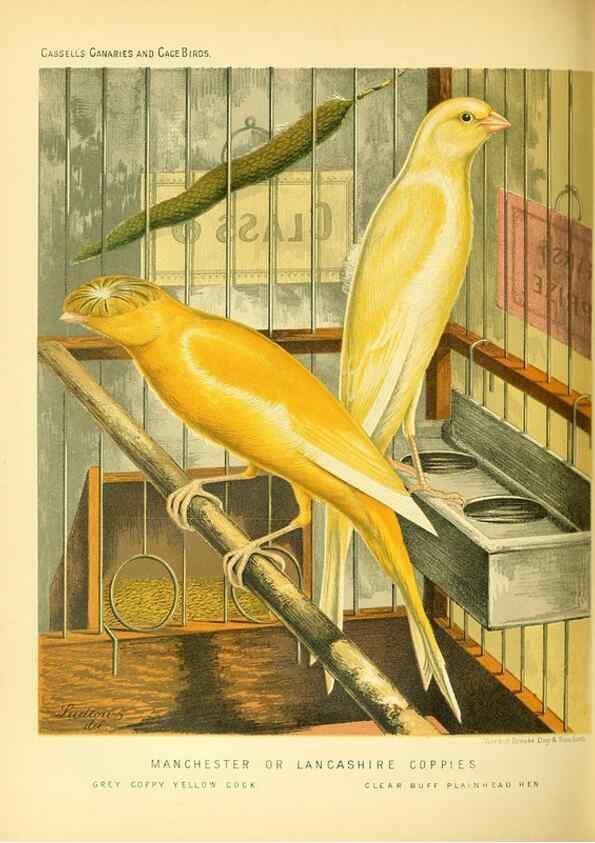 Reproducción/Reproduction 49718194287: The illustrated book of canaries and cage-birds, British and foreign /. London ;Cassell, Petter, Galpin & Co.,[1878?].. 