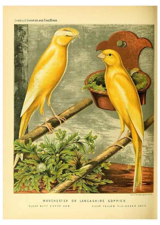 Reproducción/Reproduction 49718194567: The illustrated book of canaries and cage-birds, British and foreign /. London ;Cassell, Petter, Galpin & Co.,[1878?].. 
