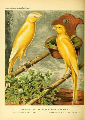 Reproducción/Reproduction 49718194567: The illustrated book of canaries and cage-birds, British and foreign /. London ;Cassell, Petter, Galpin & Co.,[1878?].. 