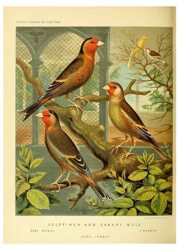 Reproducción/Reproduction 49717880161: The illustrated book of canaries and cage-birds, British and foreign /. London ;Cassell, Petter, Galpin & Co.,[1878?].. 