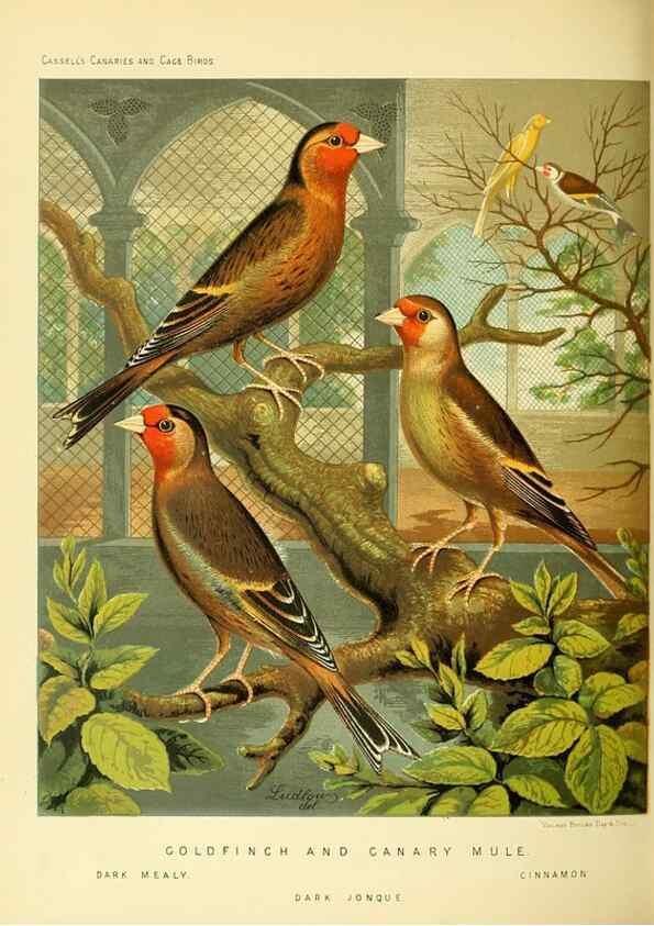 Reproducción/Reproduction 49717880161: The illustrated book of canaries and cage-birds, British and foreign /. London ;Cassell, Petter, Galpin & Co.,[1878?].. 