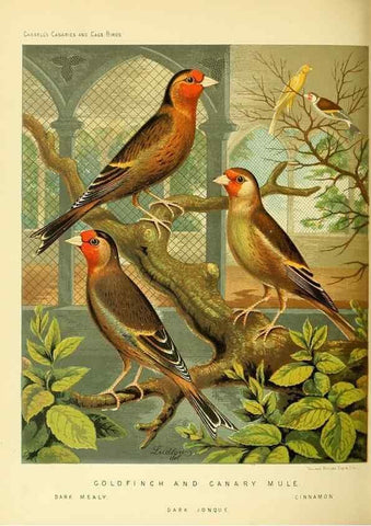 Reproducción/Reproduction 49717880161: The illustrated book of canaries and cage-birds, British and foreign /. London ;Cassell, Petter, Galpin & Co.,[1878?].. 