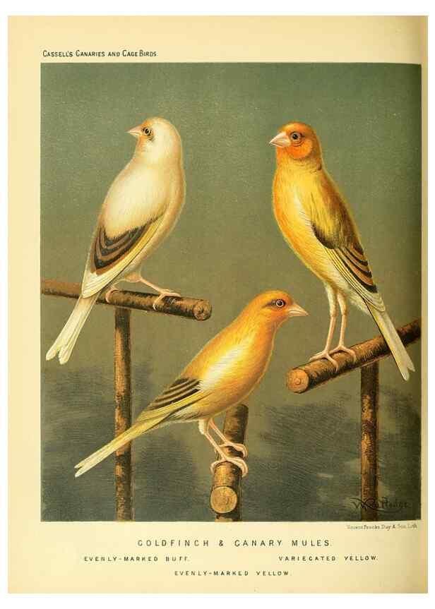 Reproducción/Reproduction 49718195272: The illustrated book of canaries and cage-birds, British and foreign /. London ;Cassell, Petter, Galpin & Co.,[1878?].. 