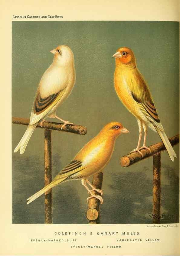 Reproducción/Reproduction 49718195272: The illustrated book of canaries and cage-birds, British and foreign /. London ;Cassell, Petter, Galpin & Co.,[1878?].. 