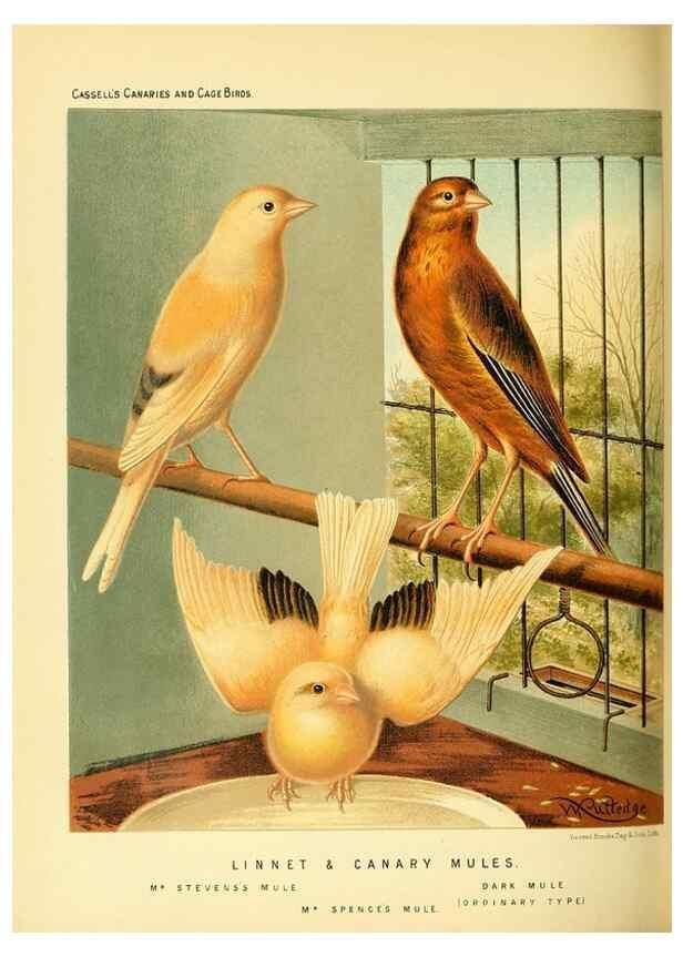 Reproducción/Reproduction 49718195522: The illustrated book of canaries and cage-birds, British and foreign /. London ;Cassell, Petter, Galpin & Co.,[1878?].. 