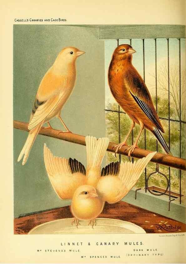 Reproducción/Reproduction 49718195522: The illustrated book of canaries and cage-birds, British and foreign /. London ;Cassell, Petter, Galpin & Co.,[1878?].. 