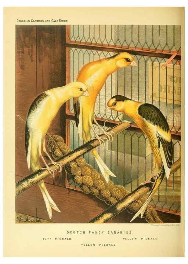 Reproducción/Reproduction 49717341243: The illustrated book of canaries and cage-birds, British and foreign /. London ;Cassell, Petter, Galpin & Co.,[1878?].. 