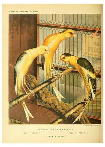 Reproducción/Reproduction 49717341243: The illustrated book of canaries and cage-birds, British and foreign /. London ;Cassell, Petter, Galpin & Co.,[1878?].. 