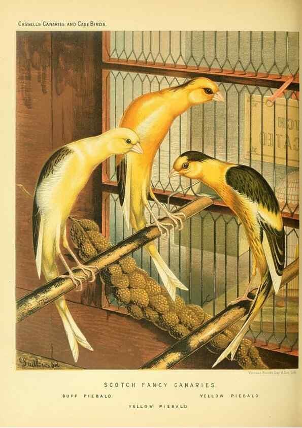 Reproducción/Reproduction 49717341243: The illustrated book of canaries and cage-birds, British and foreign /. London ;Cassell, Petter, Galpin & Co.,[1878?].. 