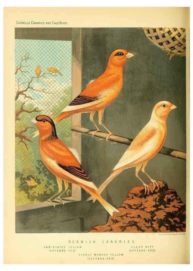 Reproducción/Reproduction 49717338338: The illustrated book of canaries and cage-birds, British and foreign /. London ;Cassell, Petter, Galpin & Co.,[1878?].. 