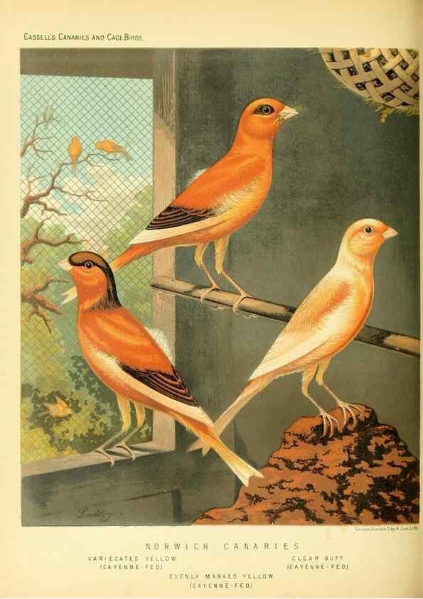 Reproducción/Reproduction 49717338338: The illustrated book of canaries and cage-birds, British and foreign /. London ;Cassell, Petter, Galpin & Co.,[1878?].. 