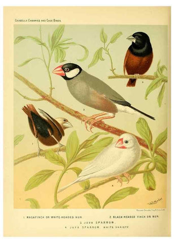 Reproducción/Reproduction 49717349578: The illustrated book of canaries and cage-birds, British and foreign /. London ;Cassell, Petter, Galpin & Co.,[1878?].. 