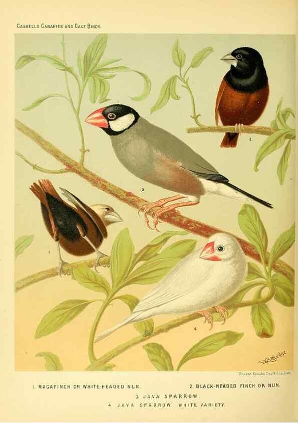 Reproducción/Reproduction 49717349578: The illustrated book of canaries and cage-birds, British and foreign /. London ;Cassell, Petter, Galpin & Co.,[1878?].. 