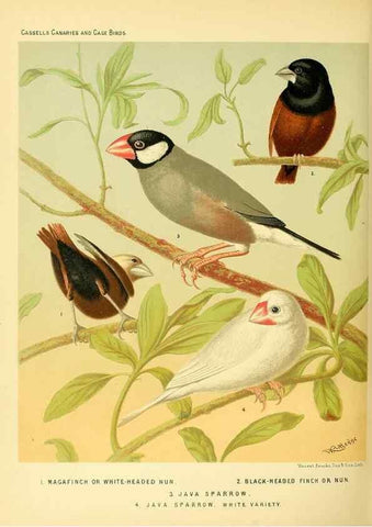 Reproducción/Reproduction 49717349578: The illustrated book of canaries and cage-birds, British and foreign /. London ;Cassell, Petter, Galpin & Co.,[1878?].. 