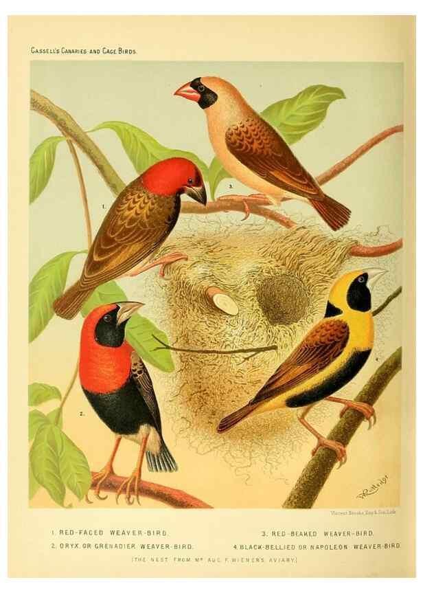 Reproducción/Reproduction 49717887501: The illustrated book of canaries and cage-birds, British and foreign /. London ;Cassell, Petter, Galpin & Co.,[1878?].. 