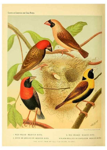 Reproducción/Reproduction 49717887501: The illustrated book of canaries and cage-birds, British and foreign /. London ;Cassell, Petter, Galpin & Co.,[1878?].. 