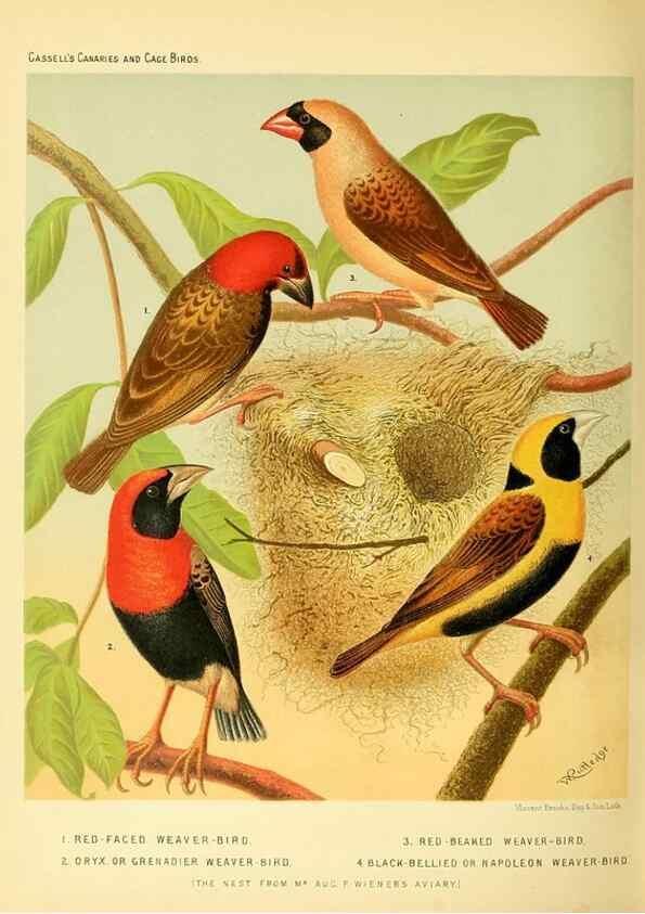 Reproducción/Reproduction 49717887501: The illustrated book of canaries and cage-birds, British and foreign /. London ;Cassell, Petter, Galpin & Co.,[1878?].. 