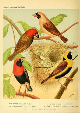 Reproducción/Reproduction 49717887501: The illustrated book of canaries and cage-birds, British and foreign /. London ;Cassell, Petter, Galpin & Co.,[1878?].. 