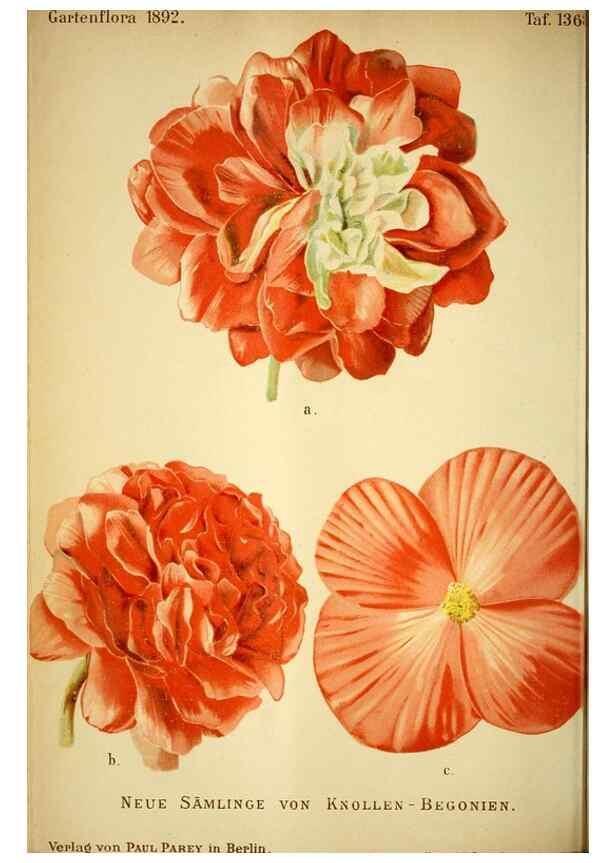 Reproducción/Reproduction 49719765933: Gartenflora.. Erlangen :F. Enke,1852-1940.. 