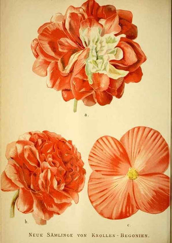 Reproducción/Reproduction 49719765933: Gartenflora.. Erlangen :F. Enke,1852-1940.. 