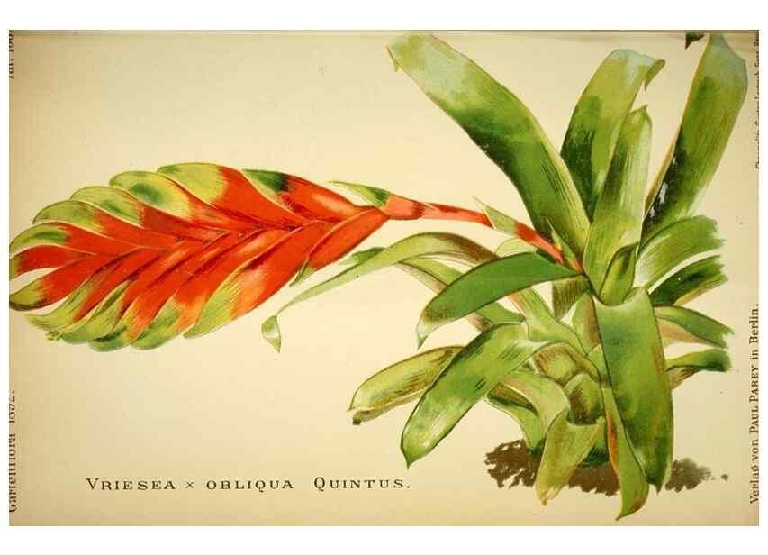 Reproducción/Reproduction 49720621547: Gartenflora.. Erlangen :F. Enke,1852-1940.. 
