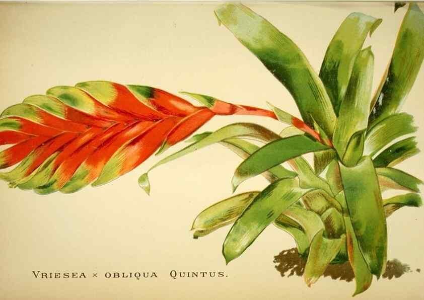 Reproducción/Reproduction 49720621547: Gartenflora.. Erlangen :F. Enke,1852-1940.. 