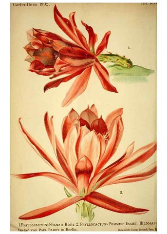 Reproducción/Reproduction 49719766433: Gartenflora.. Erlangen :F. Enke,1852-1940.. 