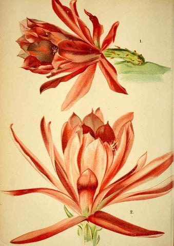 Reproducción/Reproduction 49719766433: Gartenflora.. Erlangen :F. Enke,1852-1940.. 