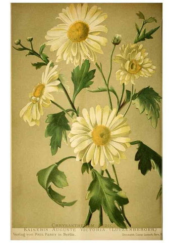 Reproducción/Reproduction 49719766703: Gartenflora.. Erlangen :F. Enke,1852-1940.. 