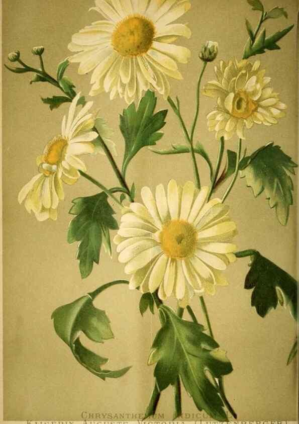 Reproducción/Reproduction 49719766703: Gartenflora.. Erlangen :F. Enke,1852-1940.. 