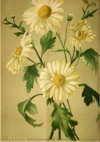 Reproducción/Reproduction 49719766703: Gartenflora.. Erlangen :F. Enke,1852-1940.. 