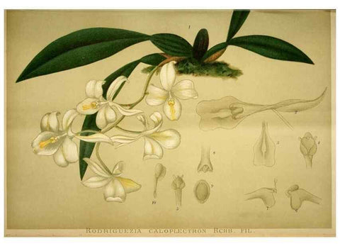 Reproducción/Reproduction 49719766998: Gartenflora.. Erlangen :F. Enke,1852-1940.. 