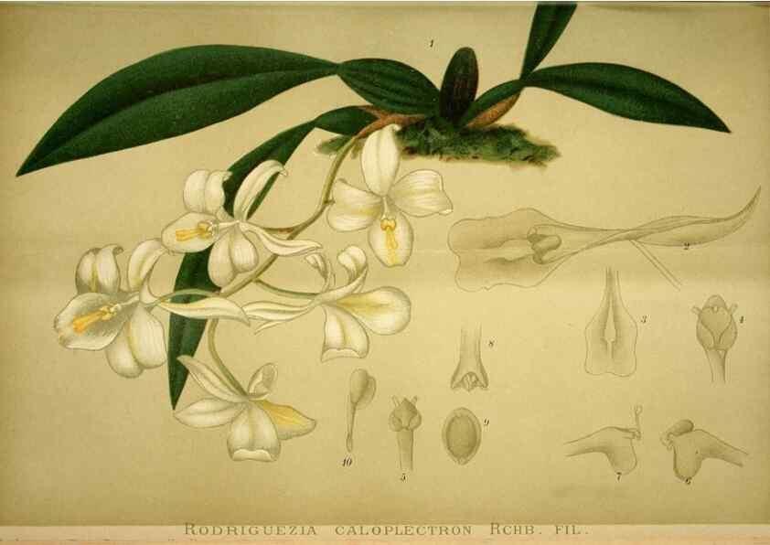 Reproducción/Reproduction 49719766998: Gartenflora.. Erlangen :F. Enke,1852-1940.. 