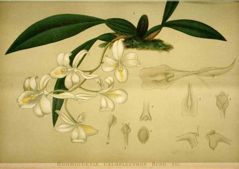 Reproducción/Reproduction 49719766998: Gartenflora.. Erlangen :F. Enke,1852-1940.. 