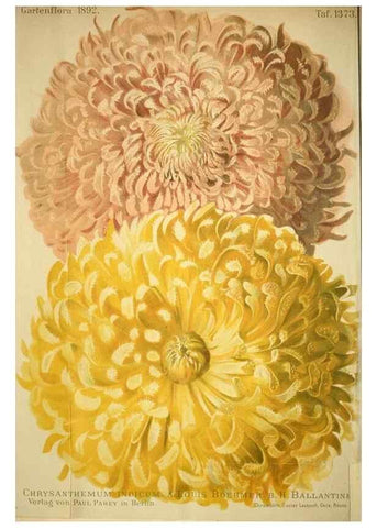 Reproducción/Reproduction 49720305031: Gartenflora.. Erlangen :F. Enke,1852-1940.. 