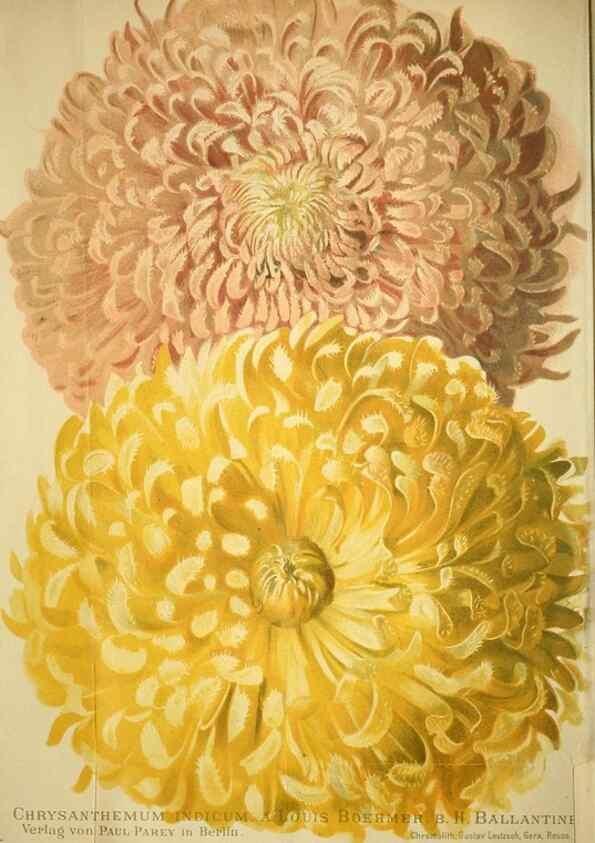 Reproducción/Reproduction 49720305031: Gartenflora.. Erlangen :F. Enke,1852-1940.. 