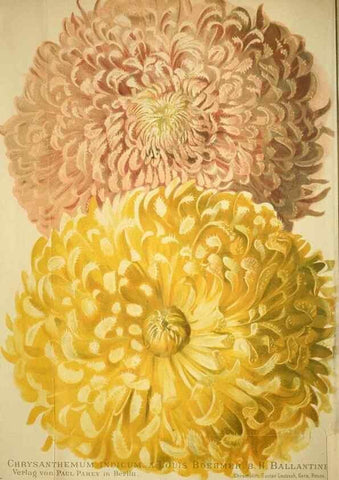 Reproducción/Reproduction 49720305031: Gartenflora.. Erlangen :F. Enke,1852-1940.. 