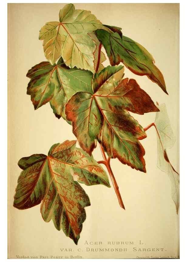 Reproducción/Reproduction 49720622807: Gartenflora.. Erlangen :F. Enke,1852-1940.. 