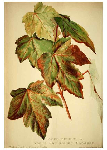 Reproducción/Reproduction 49720622807: Gartenflora.. Erlangen :F. Enke,1852-1940.. 