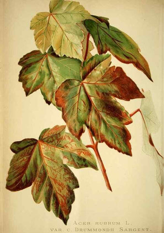 Reproducción/Reproduction 49720622807: Gartenflora.. Erlangen :F. Enke,1852-1940.. 