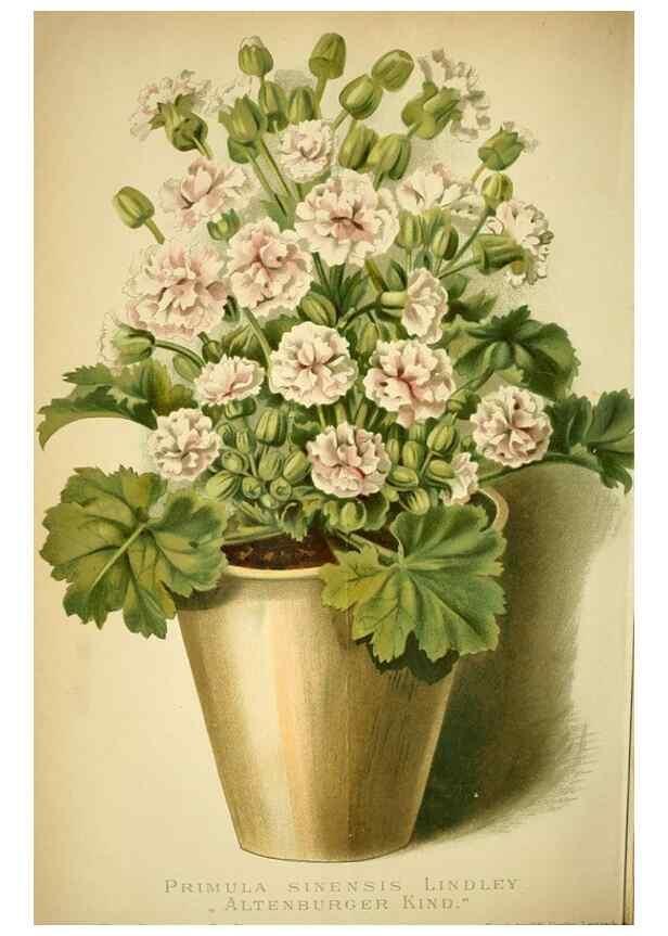 Reproducción/Reproduction 49720623142: Gartenflora.. Erlangen :F. Enke,1852-1940.. 