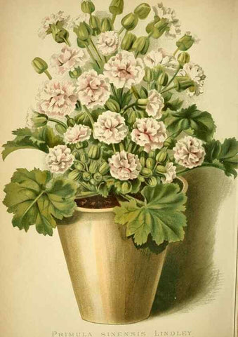 Reproducción/Reproduction 49720623142: Gartenflora.. Erlangen :F. Enke,1852-1940.. 