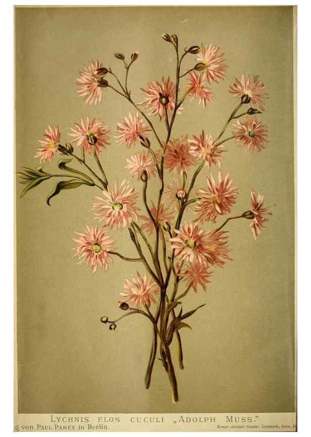 Reproducción/Reproduction 49720623442: Gartenflora.. Erlangen :F. Enke,1852-1940.. 