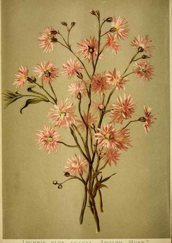 Reproducción/Reproduction 49720623442: Gartenflora.. Erlangen :F. Enke,1852-1940.. 