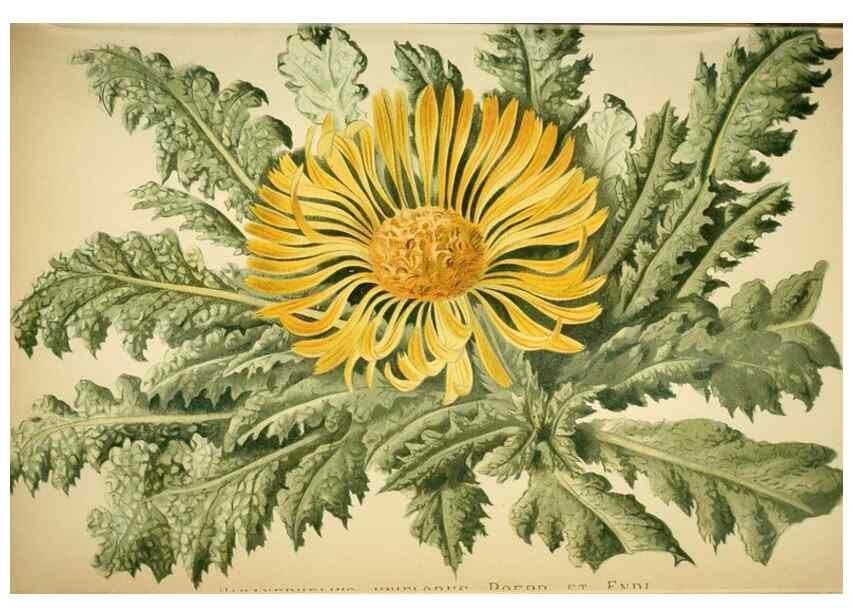 Reproducción/Reproduction 49719768398: Gartenflora.. Erlangen :F. Enke,1852-1940.. 