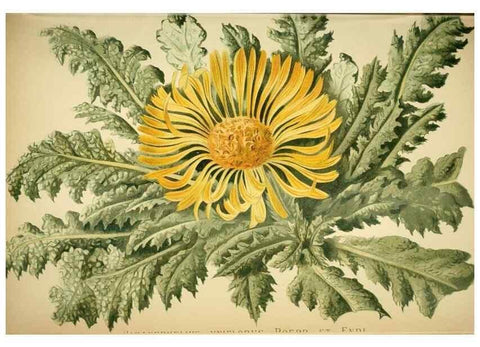 Reproducción/Reproduction 49719768398: Gartenflora.. Erlangen :F. Enke,1852-1940.. 