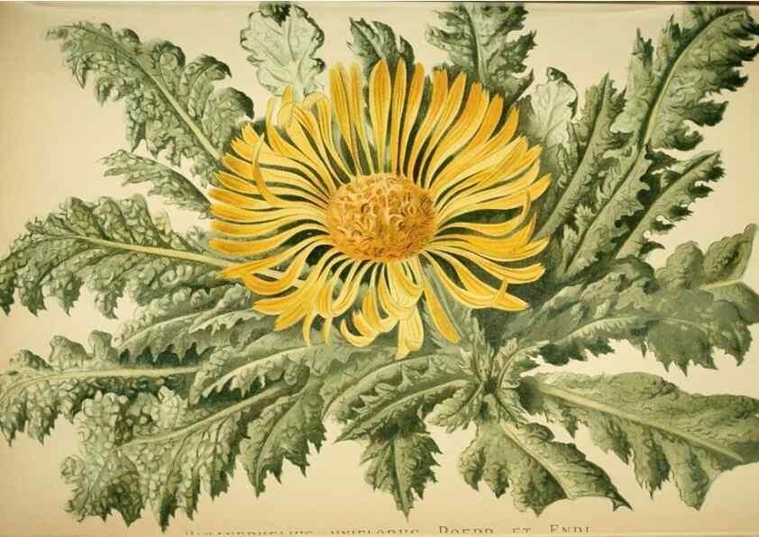 Reproducción/Reproduction 49719768398: Gartenflora.. Erlangen :F. Enke,1852-1940.. 