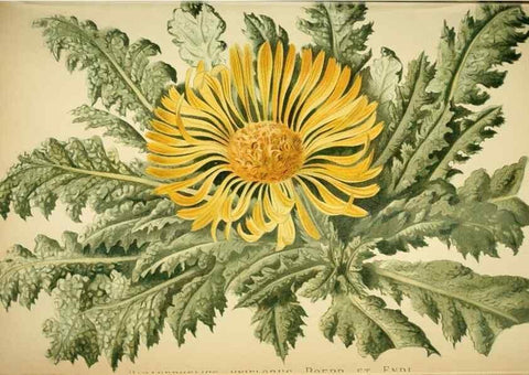 Reproducción/Reproduction 49719768398: Gartenflora.. Erlangen :F. Enke,1852-1940.. 